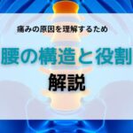 腰の構造と役割