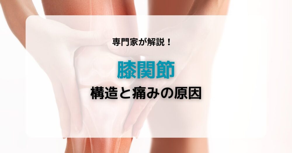 膝関節:構造