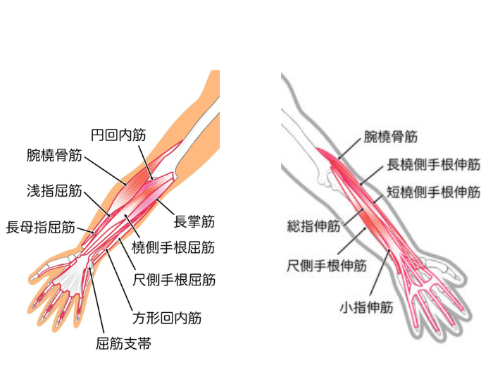 前腕筋肉