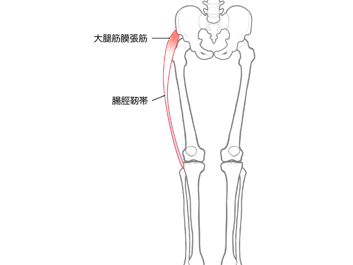 大腿筋膜張筋