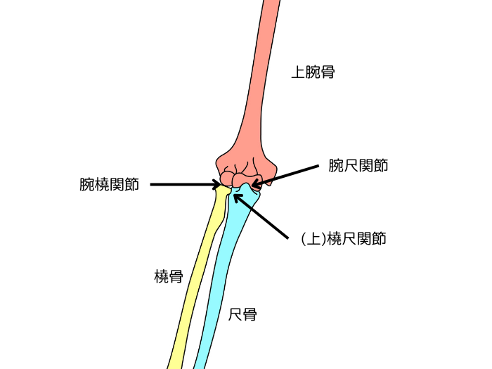 肘関節