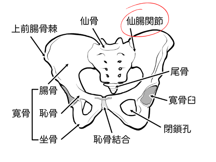 仙腸関節