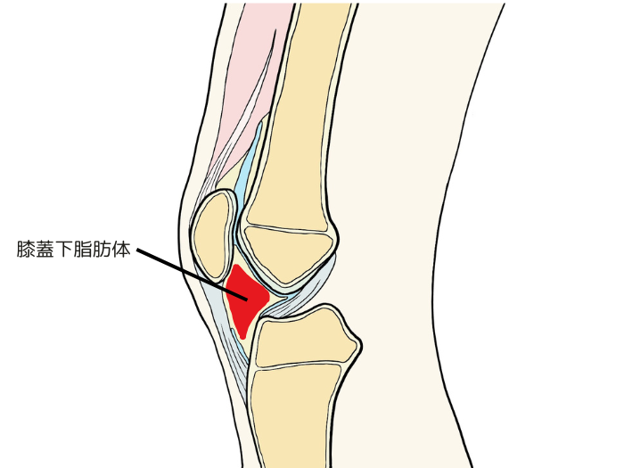 膝蓋下脂肪体