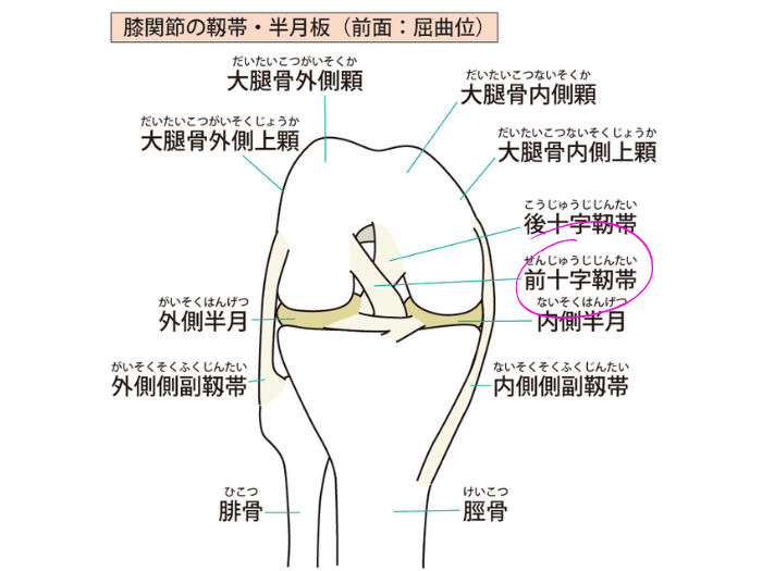 前十字靭帯