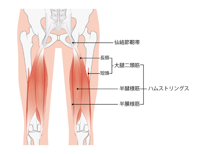 ハムストリング