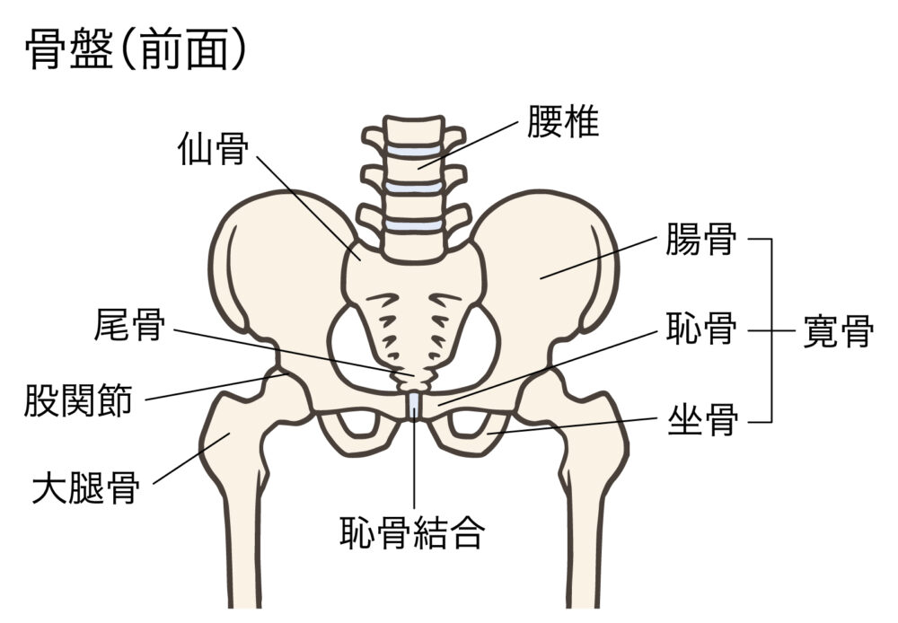 骨盤関節